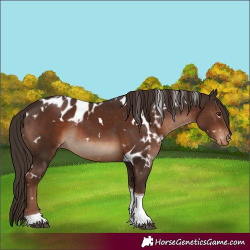 Horse Color:White Spotted Liver Chestnut Tobiano Skewed LP Spotted Rabicano 