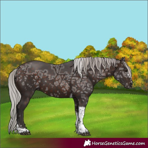 Horse Color:Silver Brown Ice Tobiano 