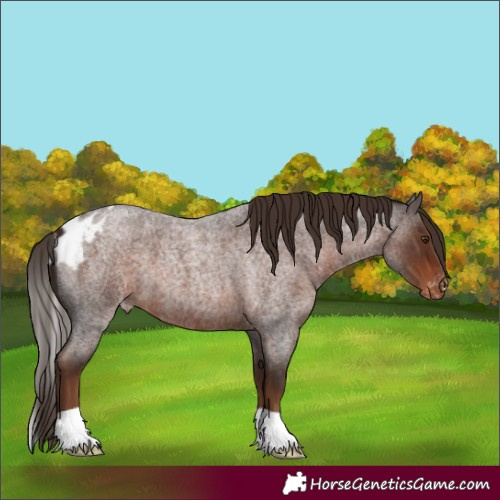 Horse Color:Liver Red Roan Skewed Appaloosa 