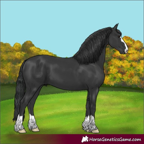 Horse Color:Black 
