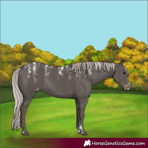 Horse Color:Powder White Silver Black Appaloosa Rabicano 