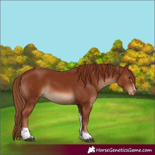 Horse Color:Chestnut Tobiano Appaloosa 
