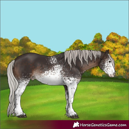 Horse Color:White Spotted Silver Brown Skewed Appaloosa 