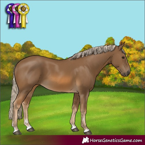 Horse Color:Chocolate Palomino 