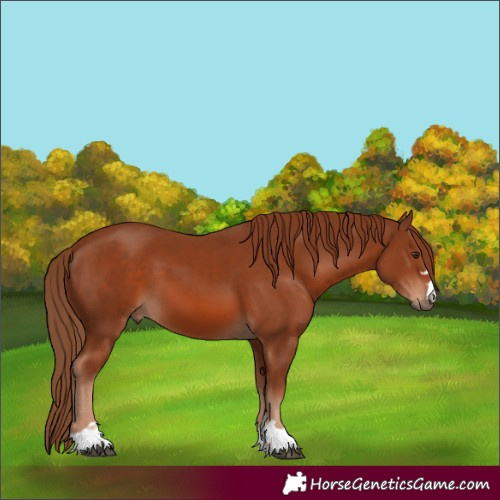 Horse Color:Chestnut 
