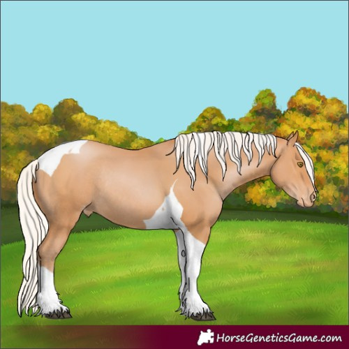 Horse Color:Silver Bay Pearl Tobiano Appaloosa Rabicano 