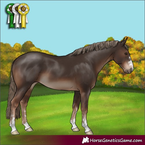 Horse Color:Liver Chestnut 
