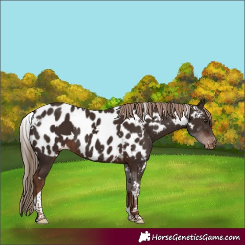 Horse Color:White Spotted Liver Chestnut Tobiano Skewed LP Spotted 