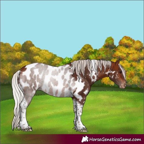 Horse Color:Silver Brown Tobiano Skewed LP Spotted Rabicano 