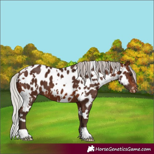 Horse Color:White Spotted Silver Brown Near Leopard 