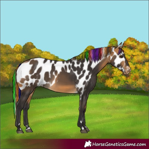 Horse Color:Painted Buckskin Skewed Appaloosa 