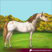 Horse Color:Red Dun Appaloosa and Red Dun Appaloosa