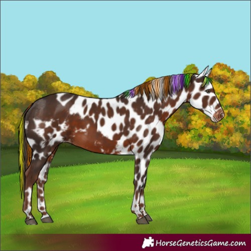 Horse Color:Painted Liver Chestnut Skewed Appaloosa 