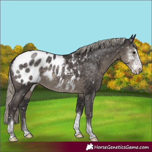 Horse Color:Silver Smoky Black Sabino Tobiano Appaloosa Rabicano 