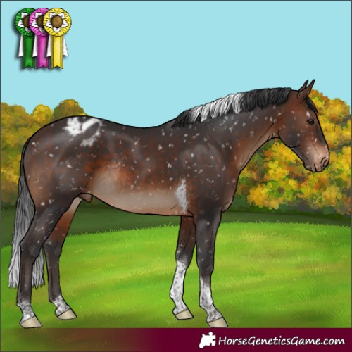 Horse Color:Brown Tobiano Appaloosa Rabicano