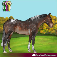 Horse Color:Brown Tobiano Appaloosa Rabicano