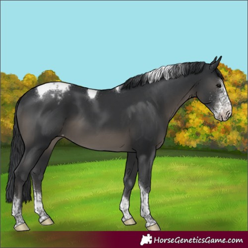 Horse Color:Black Sabino Tobiano Appaloosa