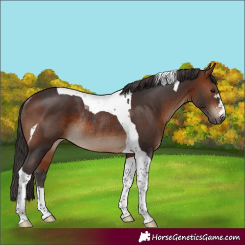 Horse Color:Brown Tobiano Rabicano