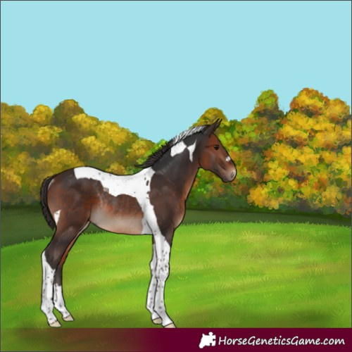 Horse Color:Brown Tobiano Rabicano 