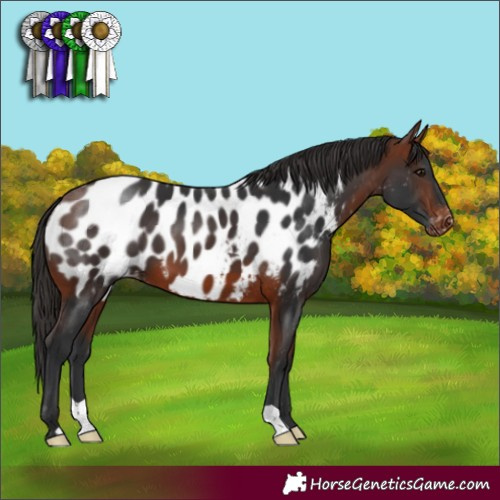 Horse Color:Bay Appaloosa 