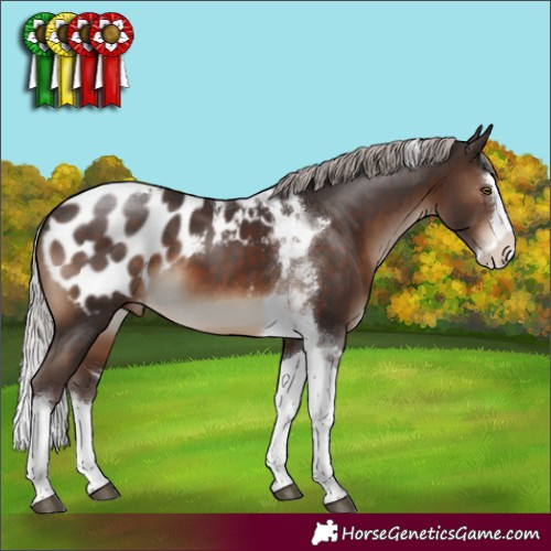 Horse Color:Silver Brown Mushroom Sabino Splash Tobiano Appaloosa