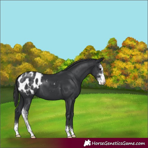 Horse Color:Black Sabino Appaloosa 