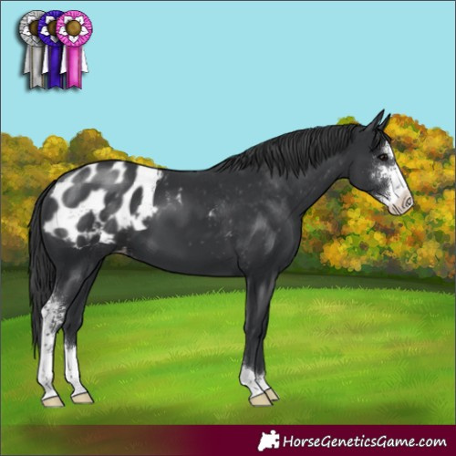 Horse Color:Black Sabino Appaloosa 