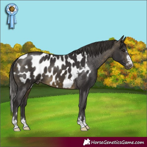 Horse Color:Buckskin Appaloosa