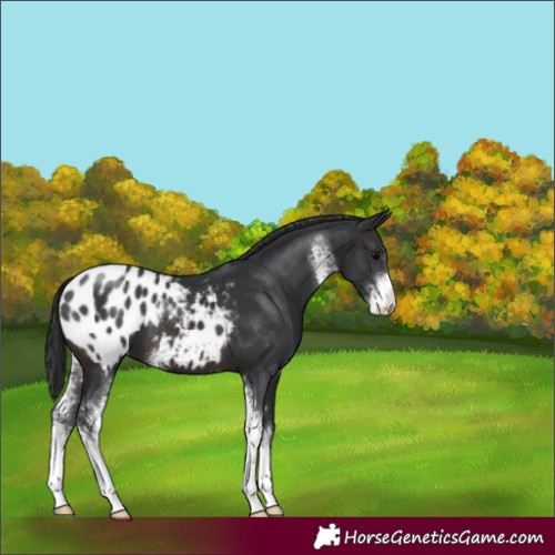 Horse Color:Brown Sabino Appaloosa 