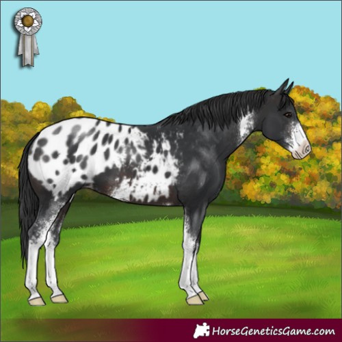 Horse Color:Brown Sabino Appaloosa 