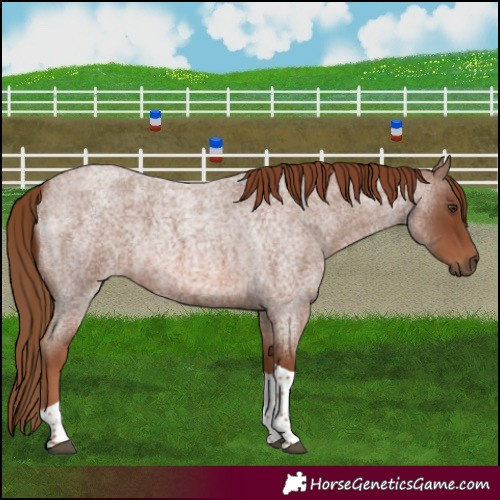 Horse Color:Red Roan Tobiano