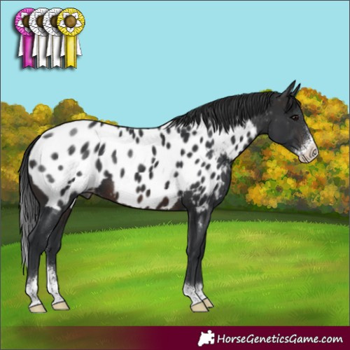 Horse Color:Brown Sabino Appaloosa 