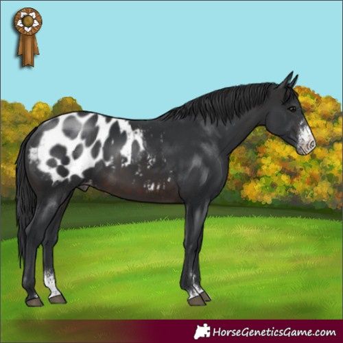 Horse Color:Brown Sabino Appaloosa 