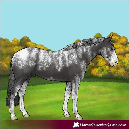 Horse Color:Powder White Black 