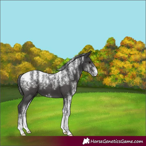 Horse Color:Powder White Black 