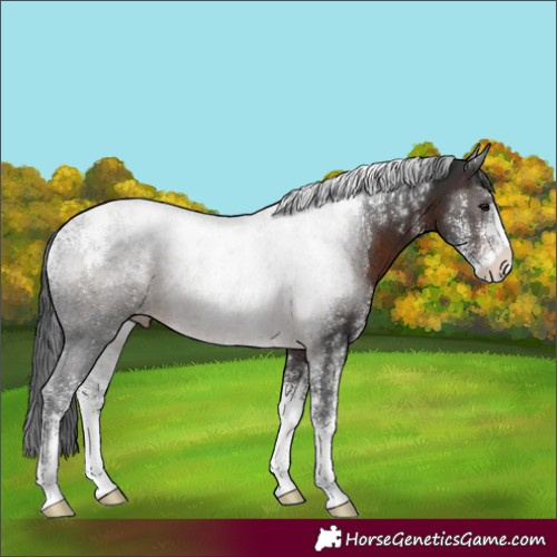Horse Color:Powder White Brown Appaloosa 