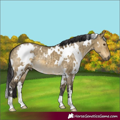 Horse Color:White Spotted Buckskin Dun Brindle 