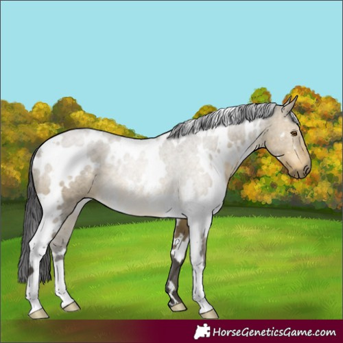 Horse Color:White Spotted Buckskin Dun Rabicano Brindle 