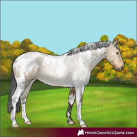 Horse Color:White Spotted Buckskin Dun Rabicano Brindle