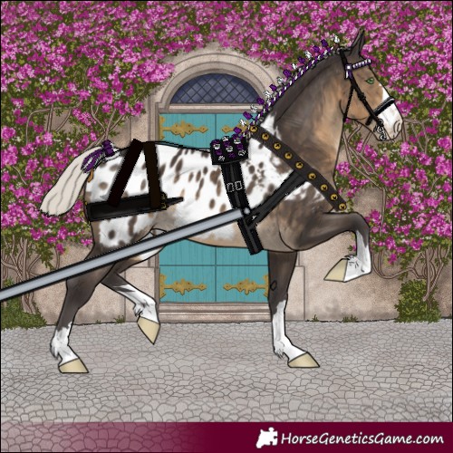 Horse Color:Silver Smoky Black Appaloosa