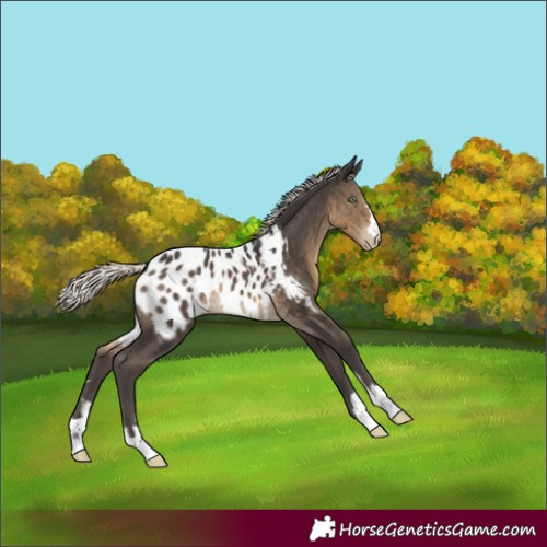 Horse Color:Silver Smoky Black Appaloosa