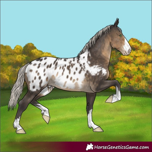 Horse Color:Silver Smoky Black Appaloosa