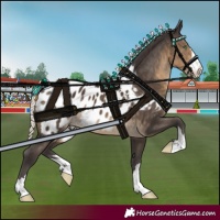 Horse Color:Silver Smoky Black Appaloosa 