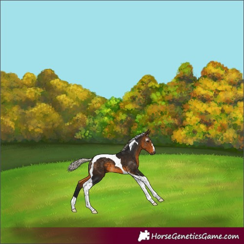 Horse Color:Gray Silver Buckskin Tobiano 