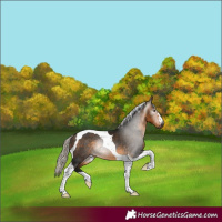 Horse Color:Gray Silver Buckskin Tobiano 