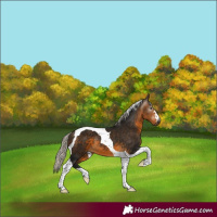 Horse Color:Gray Silver Buckskin Tobiano 
