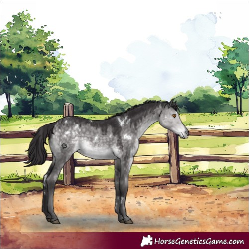 Horse Color:Platinum White Spotted Buckskin Dun Rabicano