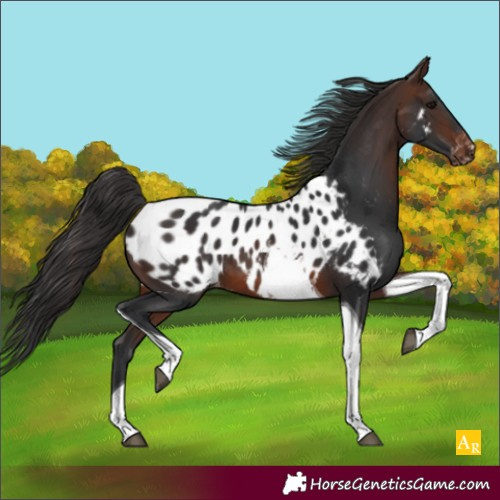 Horse Color:Brown Tobiano Appaloosa 