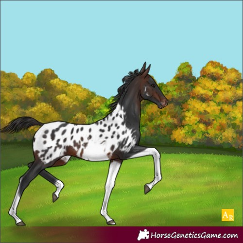 Horse Color:Brown Tobiano Appaloosa