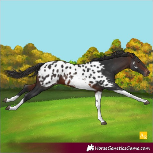 Horse Color:Brown Tobiano Near Leopard 